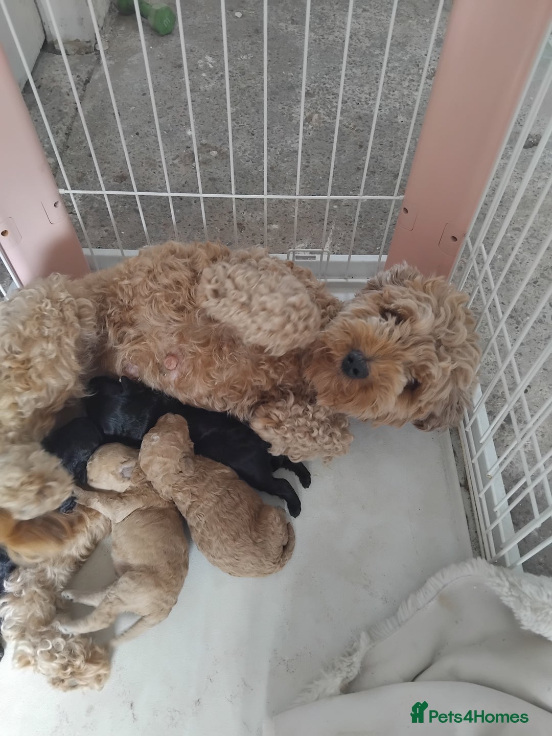 Cockapoo dogs for sale: F1b cockapoo  - Image 6