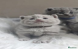 British Shorthair cats for sale: GCCF British Shorthair Kittens Champion - Image 13