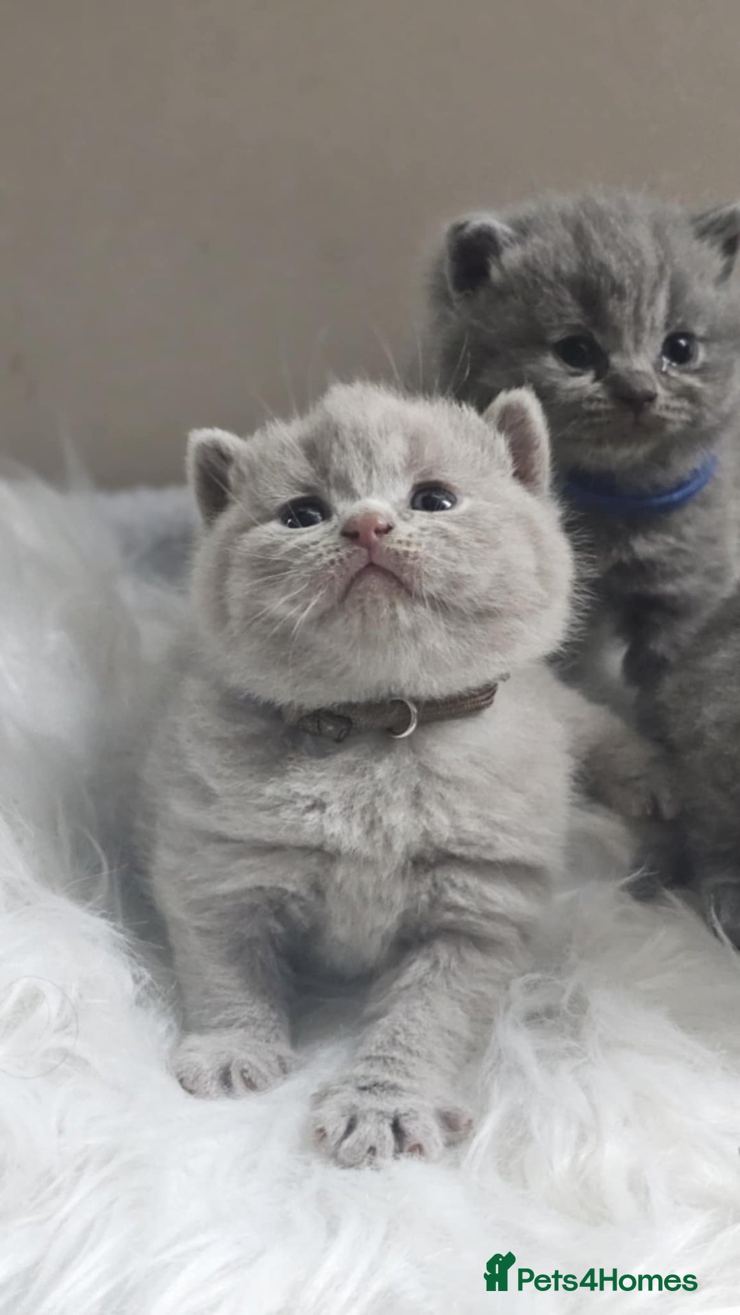 British Shorthair cats for sale: GCCF British Shorthair Kittens Champion - Image 13