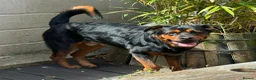Rottweiler dogs for adoption: LOKI 5yr old Rottweiller - Advert 1