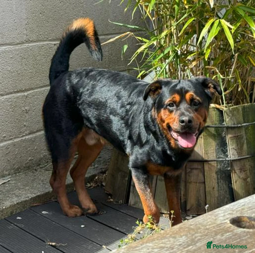 Rottweiler dogs for adoption: LOKI 5yr old Rottweiller - Advert 1