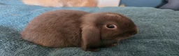 Mixed Breed rabbits for sale: Baby lop (mixed) rabbits for sale £20 each - Advert 4