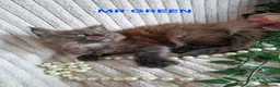 Maine Coon cats for sale: 3 Beautiful Maine coons  - Advert 23