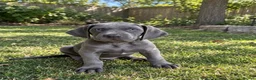 Weimaraner dogs for sale: 🐾 Beautiful Weimaraner Puppies  🐾 in Burnley - Advert 3