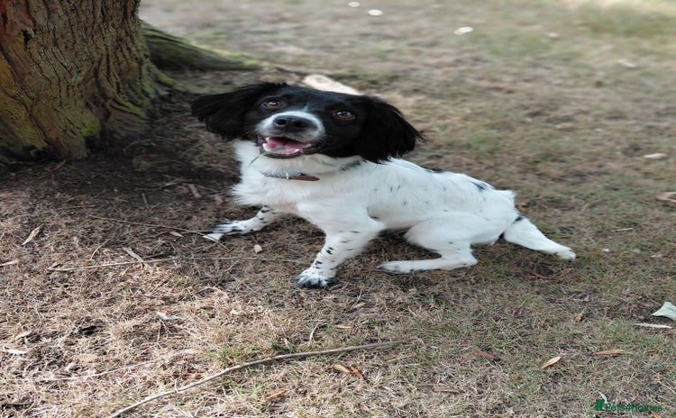 Mixed Breed dogs - Advert 3