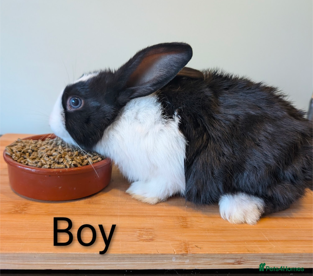 Mini Lop rabbits for sale: Lots of bunnies for sale  - Image 8