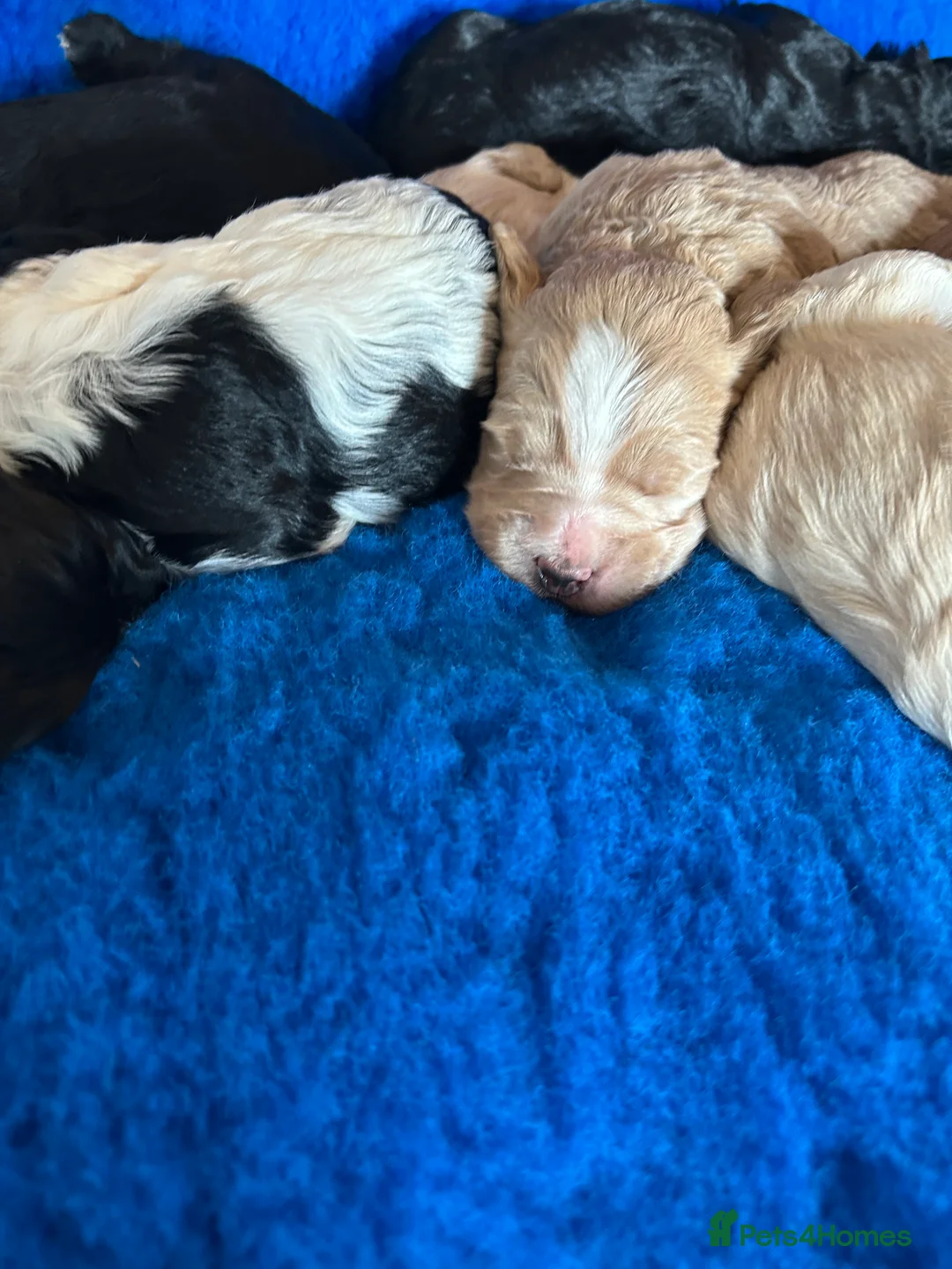 Mixed Breed dogs for sale: Miniature Multi-Gen Australian Labradoodle Puppies in South Molton - Advert 12