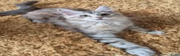Maine Coon cats for sale: 2 Beautiful Maine coon kittens - Advert 22