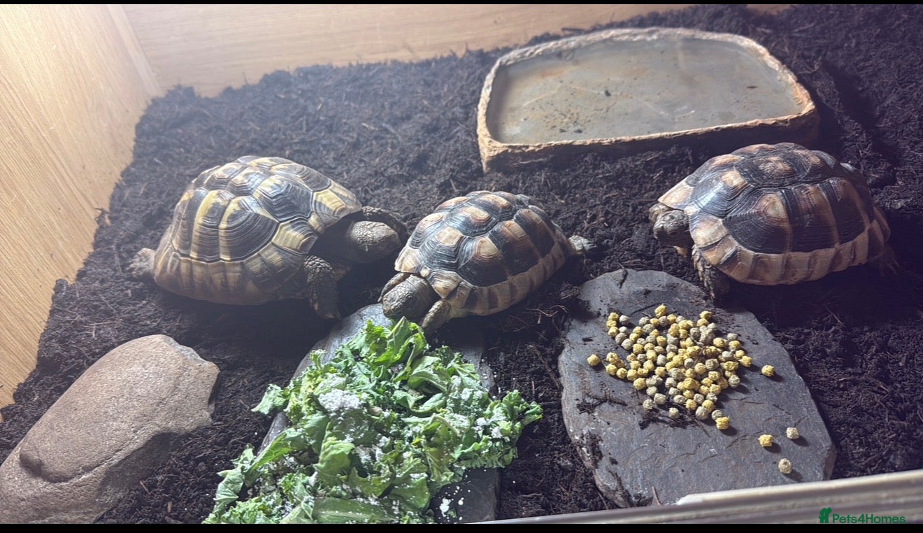 Mixed Breed reptiles 3 tortoises and full set up  - Advert 3