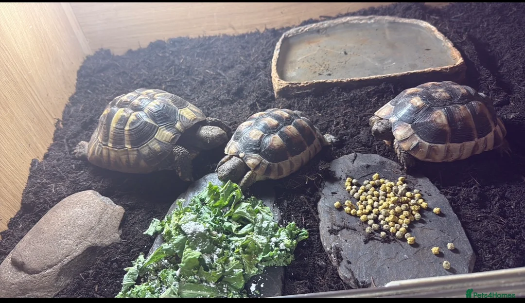 Mixed Breed reptiles for sale: 3 tortoises and full set up  - Advert 1