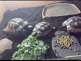 Mixed Breed reptiles 3 tortoises and full set up - Advert 3