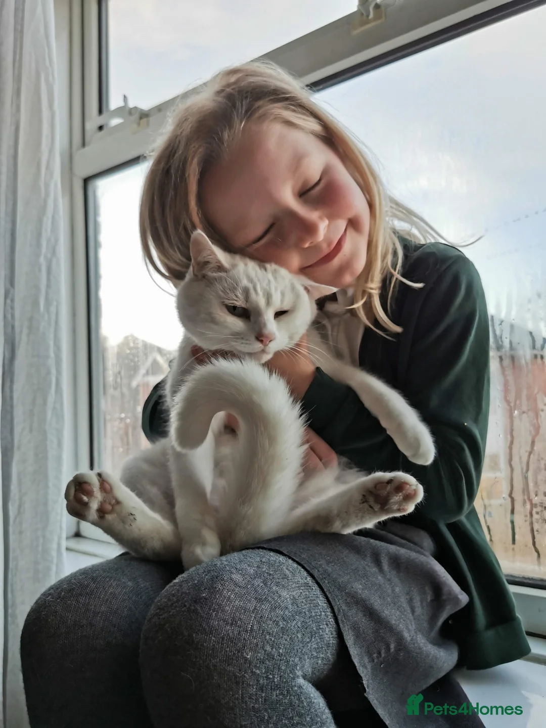 Mixed Breed cats for sale: Lady Muffin for sale - Advert 2