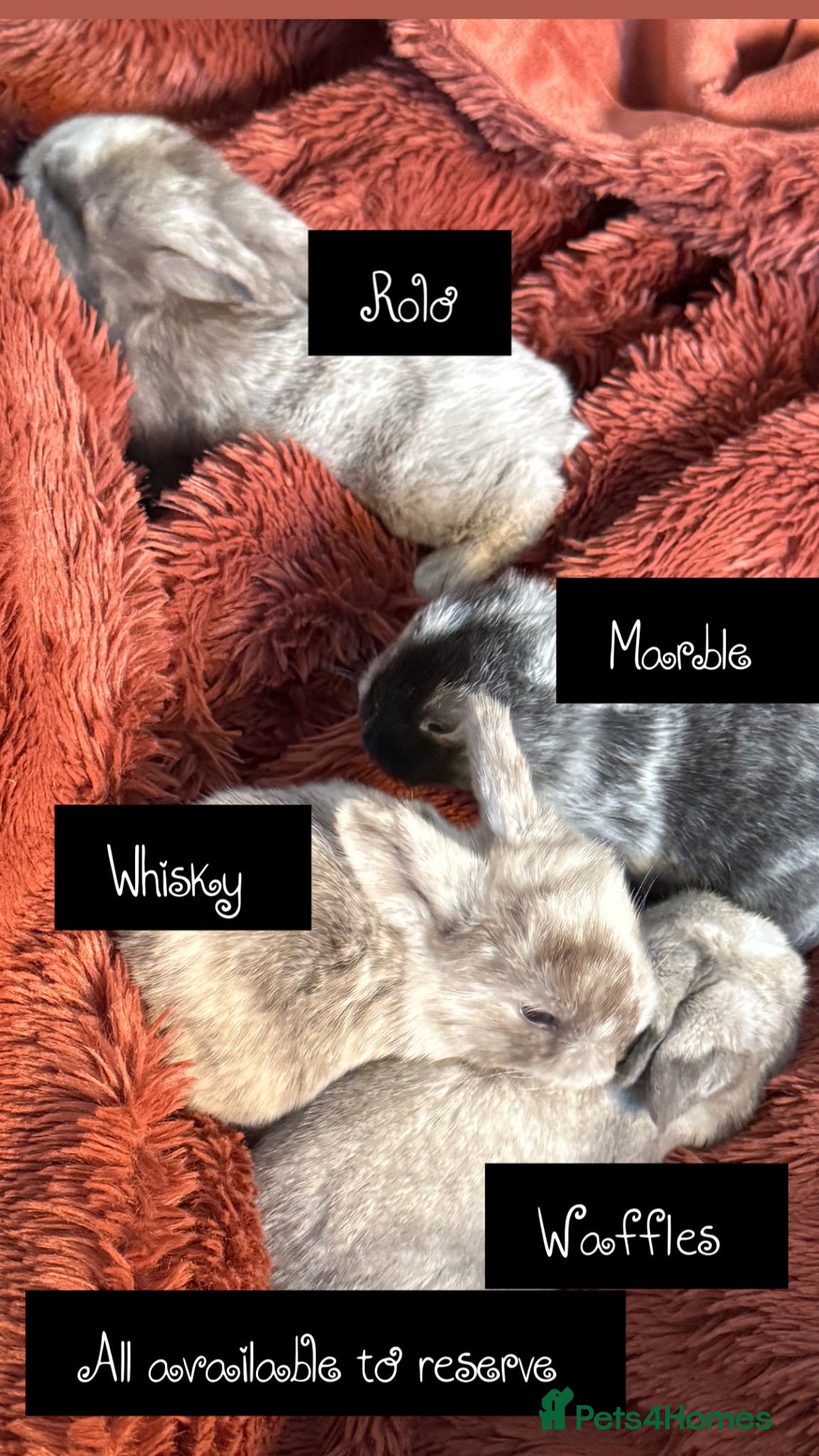 Mini Lop rabbits Please meet our gorgeous mini lops - Advert 2