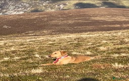 Labrador Retriever dogs for sale: Working Lab For sale to professional home only!  - Image 8