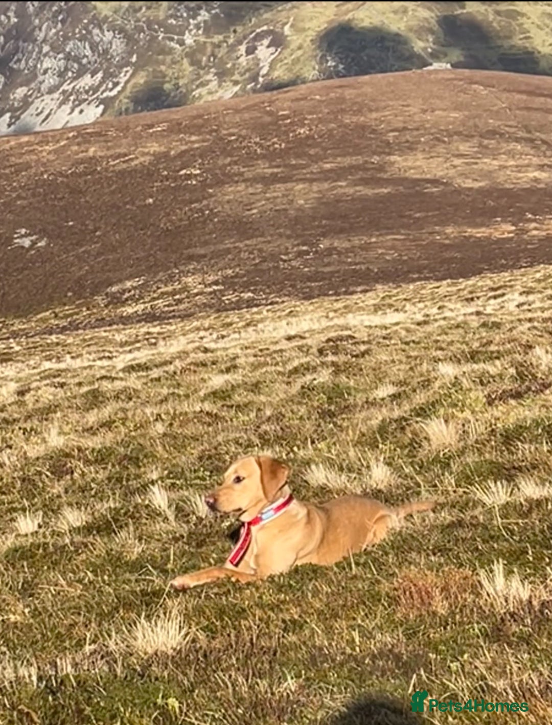 Labrador Retriever dogs for sale: Working Lab For sale to professional home only!  - Image 8