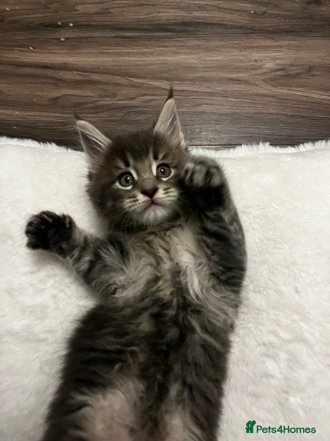 Maine Coon cats for sale:  Pedigree Maine Coon kittens - Advert 4