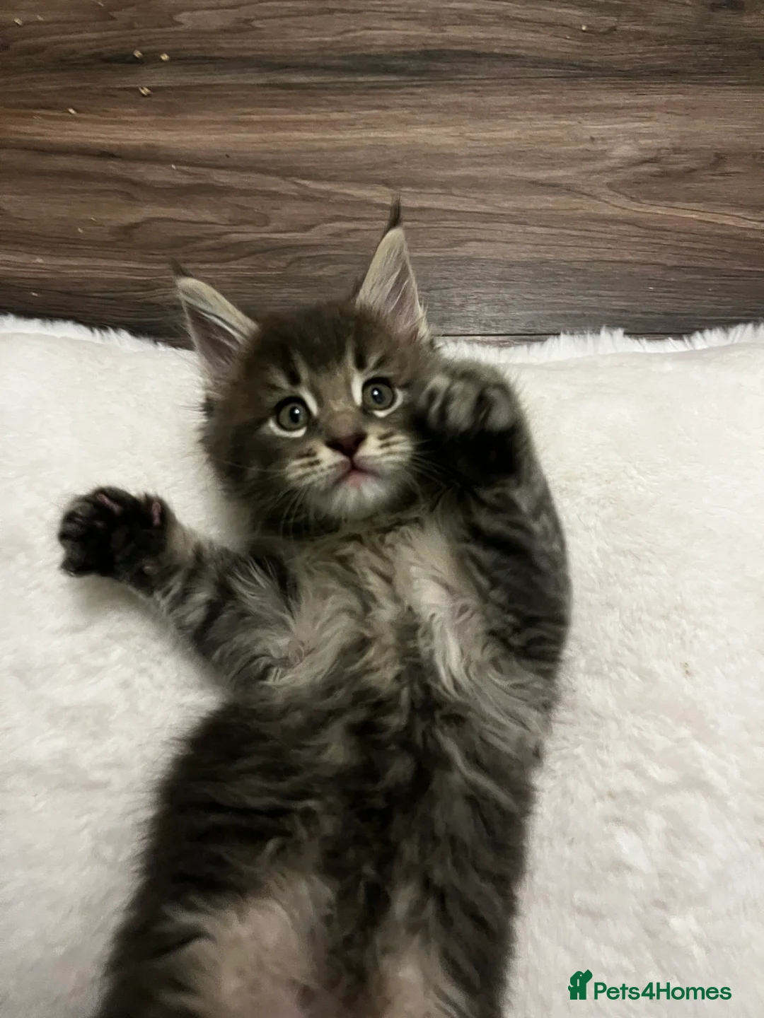 Maine Coon cats for sale:  Pedigree Maine Coon kittens - Advert 4