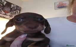 Dachshund dogs for sale: Brown and tan dax - Image 5