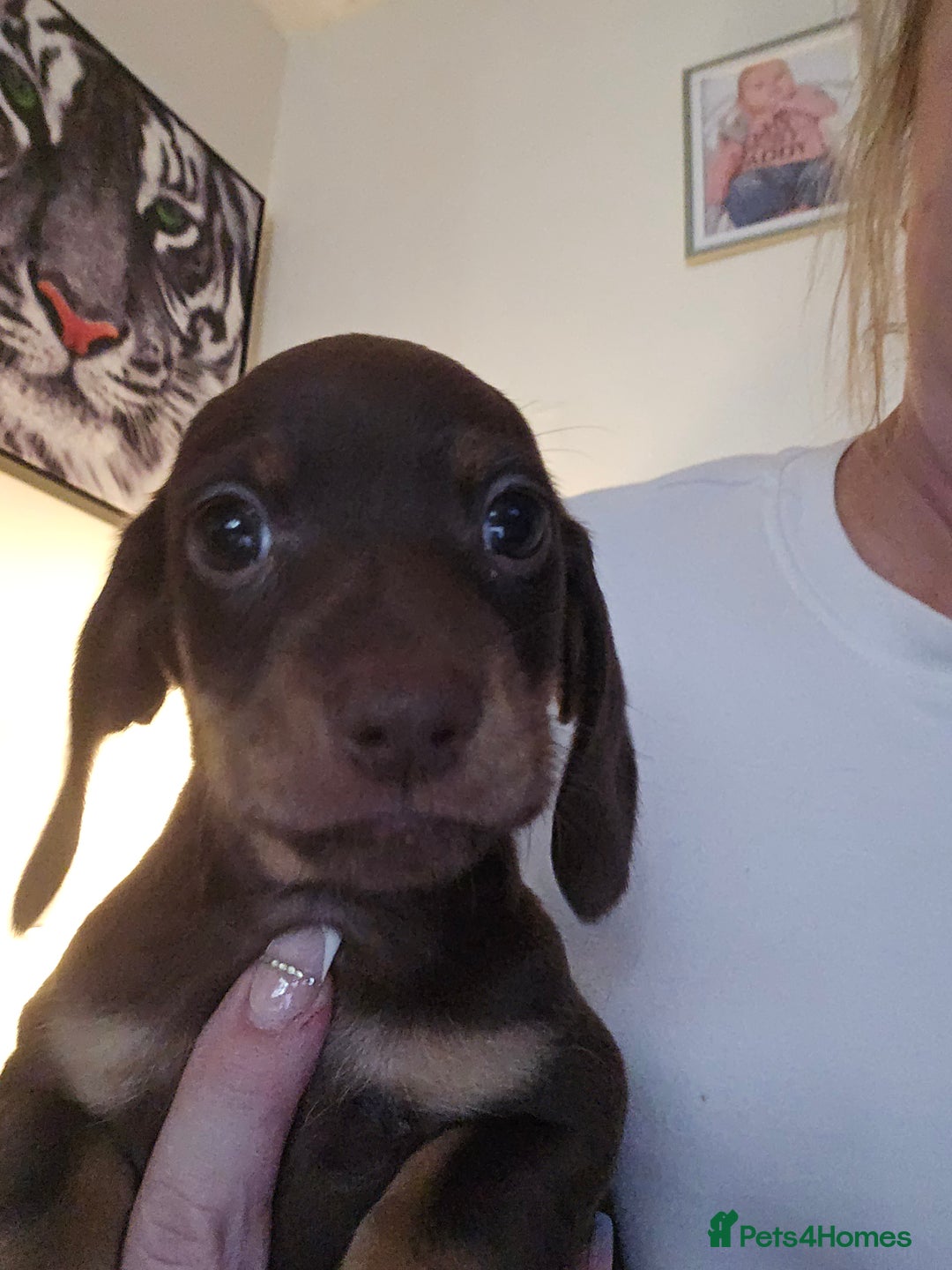 Dachshund dogs for sale: Brown and tan dax - Image 5