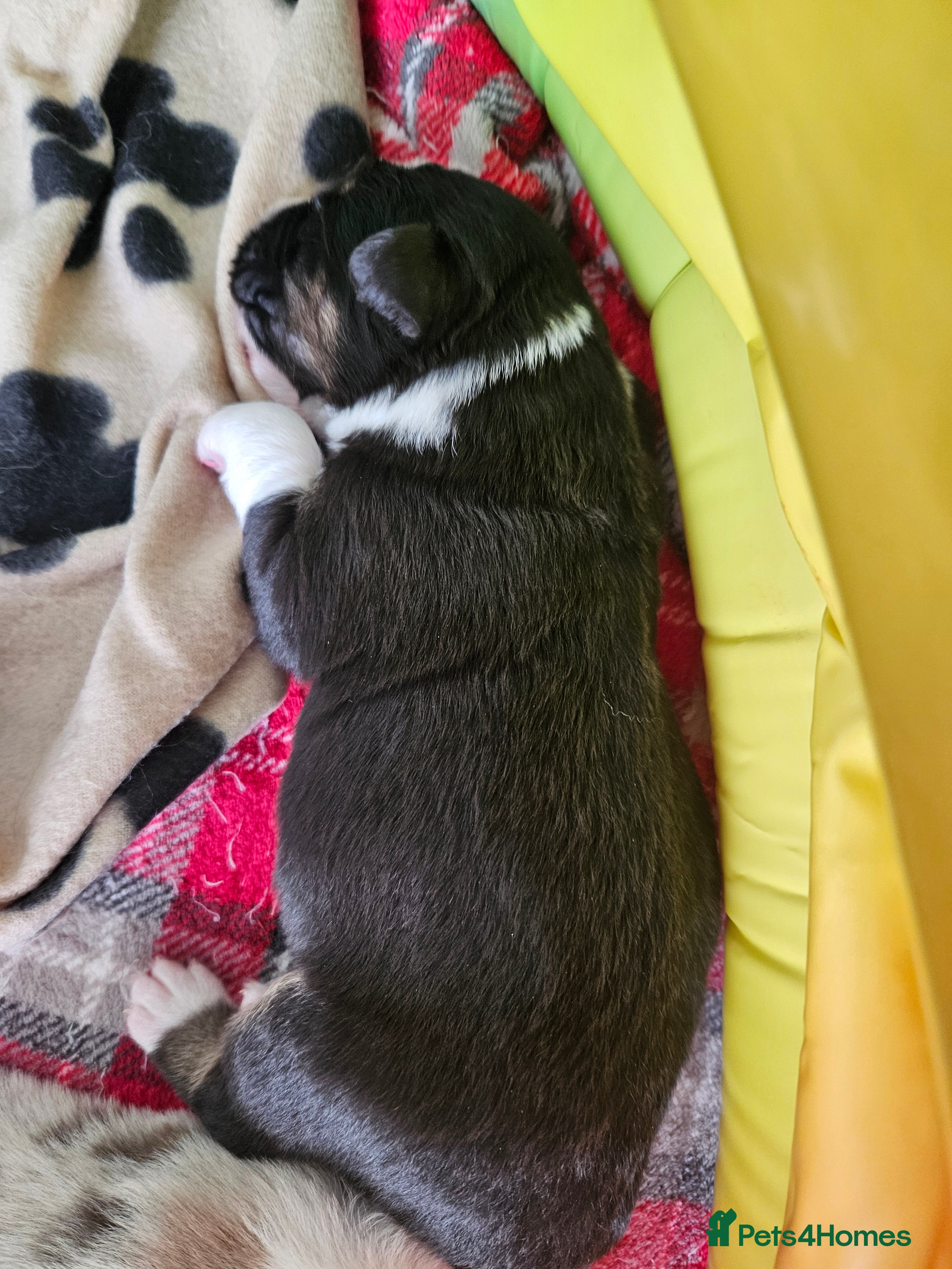 Australian Shepherd dogs Australian sheperd - Advert 4