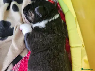 Australian Shepherd dogs Australian sheperd - Advert 4