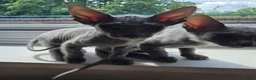 Mixed Breed cats for sale: Silver BioVelvet Males – TICA Lines Velvet Texture - Advert 14