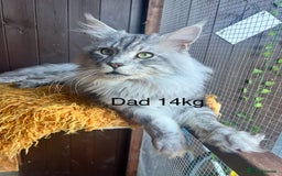 Maine Coon cats for sale: 🔥🔥Maine Coon 🔥🔥kittens  - Image 6