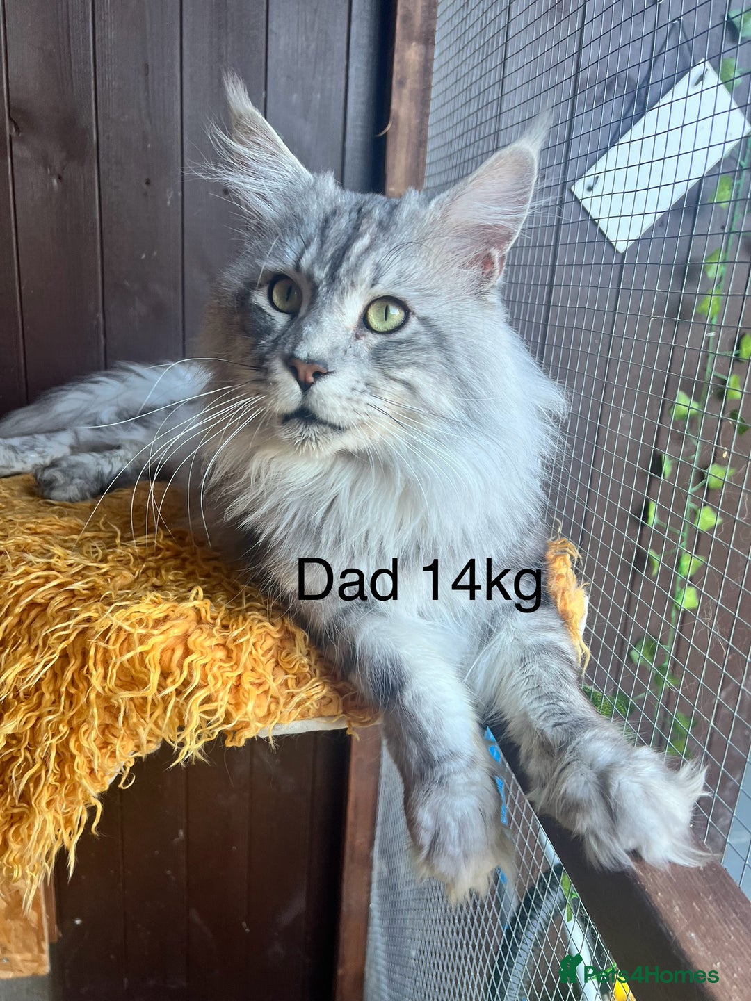 Maine Coon cats for sale: 🔥🔥Maine Coon 🔥🔥kittens  - Image 6