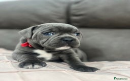 Staffordshire Bull Terrier dogs for sale: Playful Blue staffs Pups - Image 19