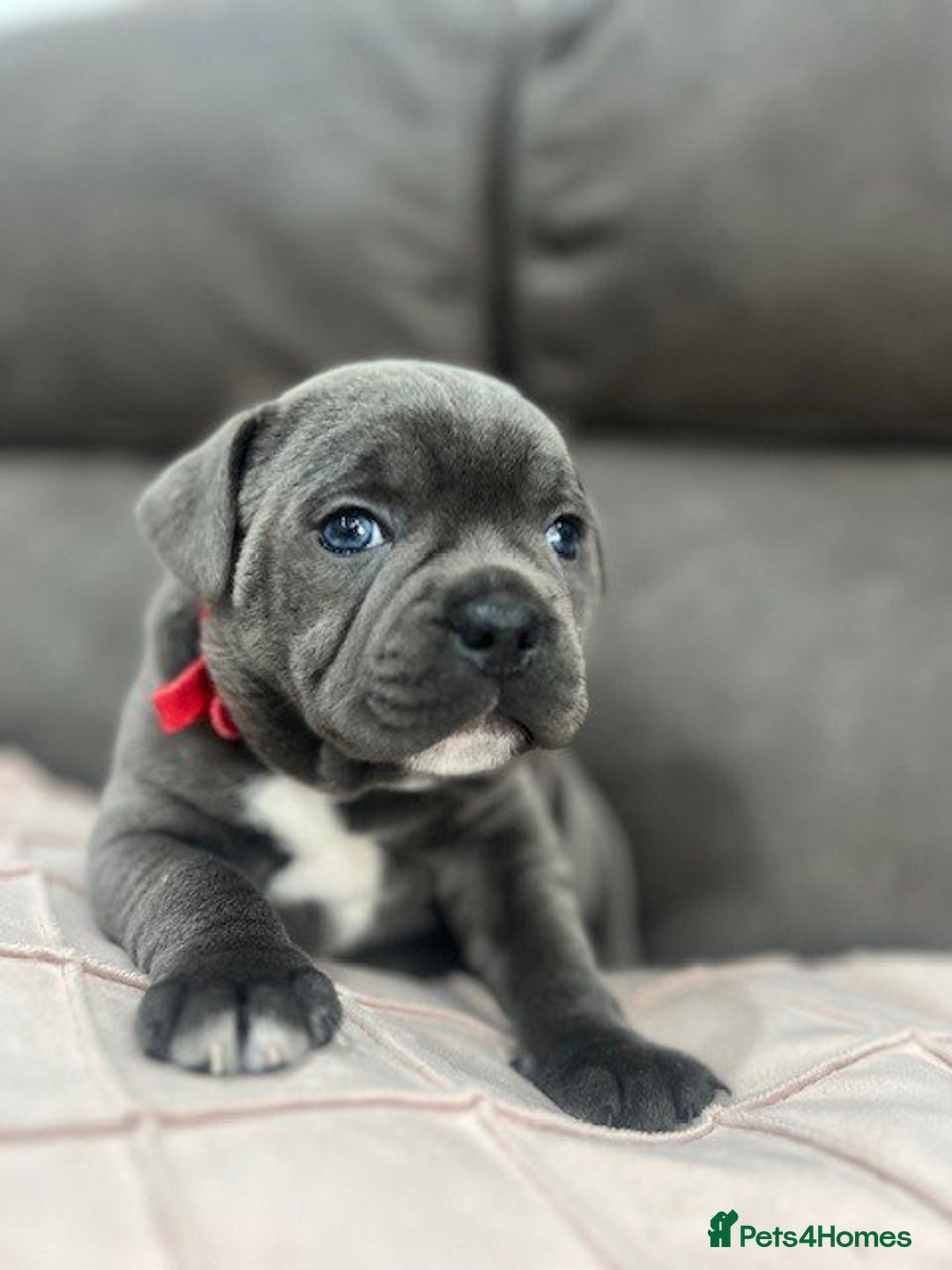 Staffordshire Bull Terrier dogs for sale: Playful Blue staffs Pups - Image 19