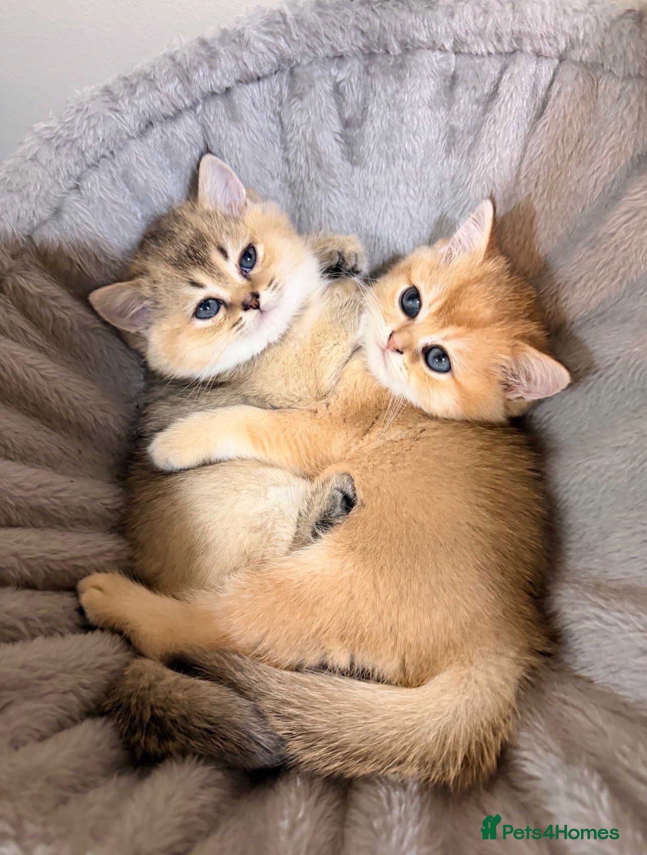 Scottish Fold cats Teddy Bear Scottish / Persian cross Fold Kittens  - Advert 2