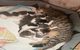 British Longhair cats for sale: White and tabby boy ready now  - Image 10