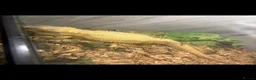 Bearded Dragon reptiles for sale: Female bearded dragon - Advert 3