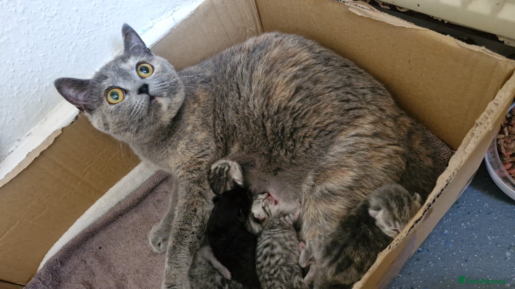 British Shorthair cats for sale: Half british shorthair kittens  - Advert 10