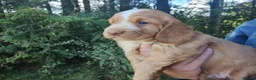 Cocker Spaniel dogs for sale: Cocker Spaniel Puppies Top Quality - Advert 8