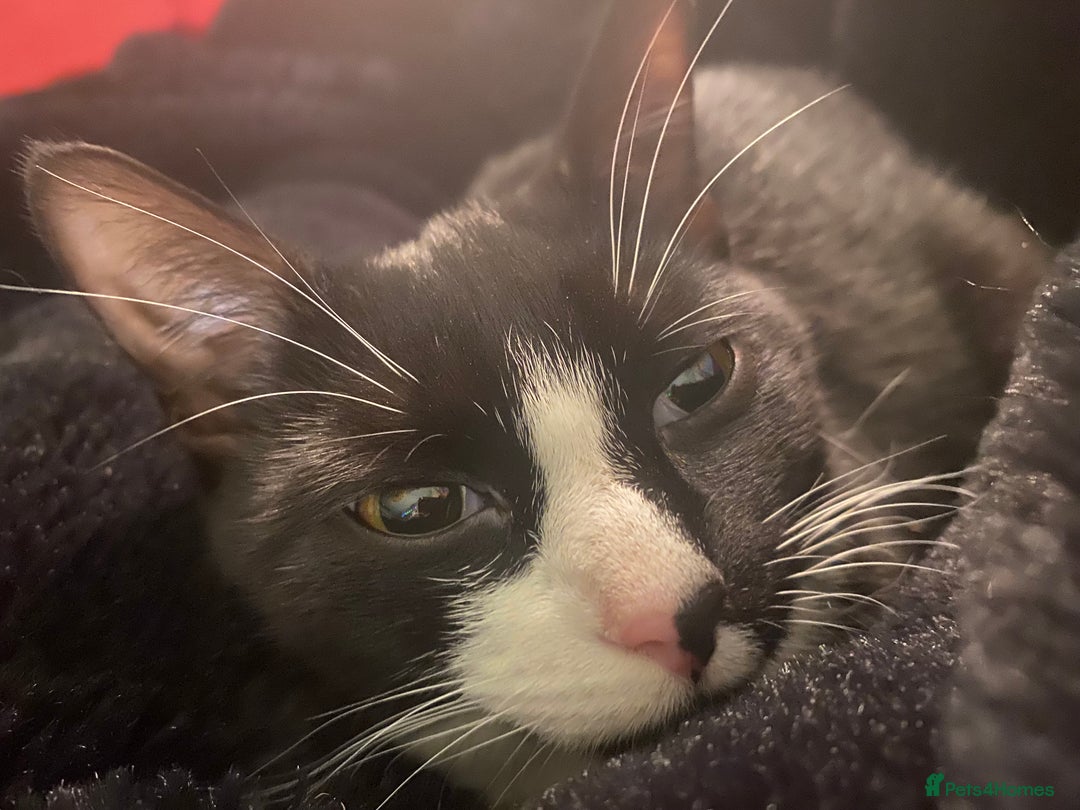 Domestic Shorthair cats for sale: Friendly Lovable Kitten 7 Months Old  - Image 2