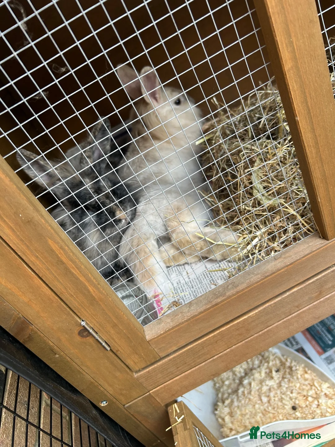 Lionhead rabbits for sale: Male and female bonded rabbits in Swansea - Advert 2