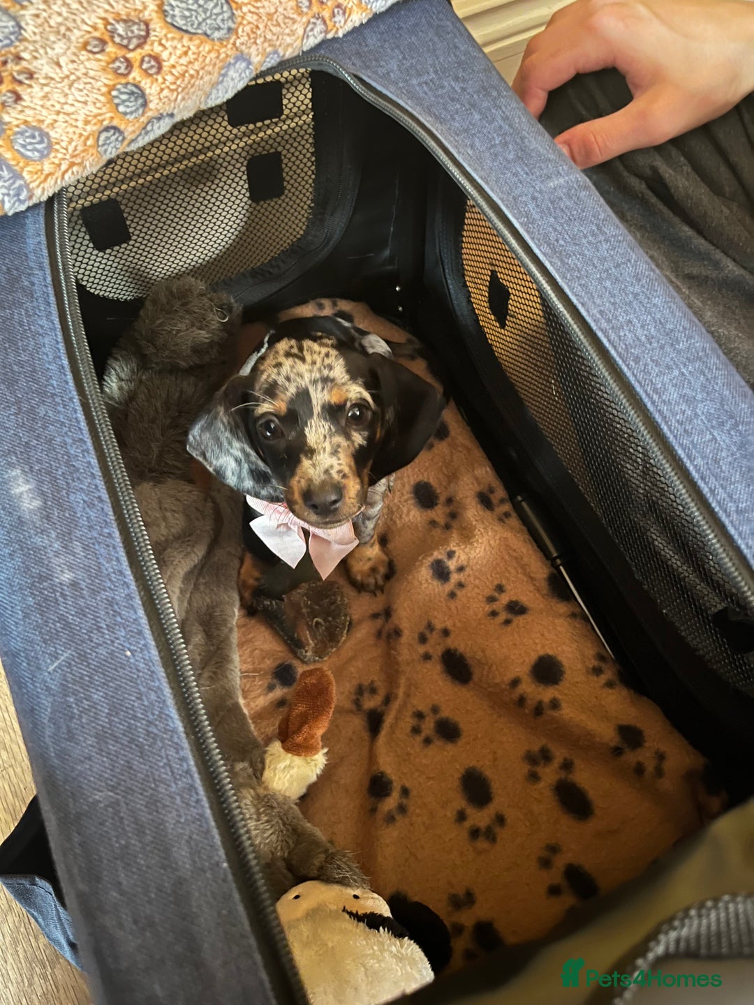 Miniature Dachshund dogs for sale: Dapple mini dachshund & long haired daxi cross - Advert 4