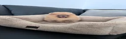 Pomeranian dogs for sale: 🔥Outstanding 🐻Championship 🏆🔝Quality  - Advert 9