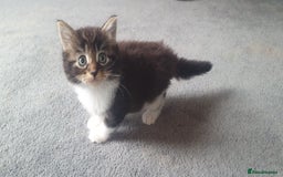 British Longhair cats for sale: Beautiful fluffy kittens - Image 2