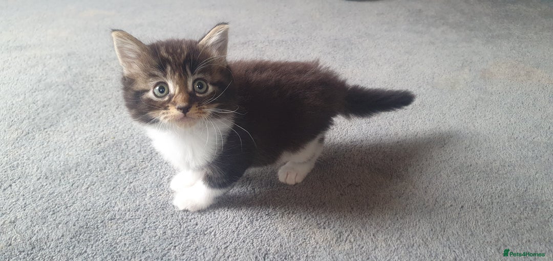 British Longhair cats for sale: Beautiful fluffy kittens - Image 2