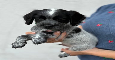 Cocker Spaniel dogs - Advert 6