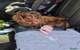 Dachshund dogs for sale: Beautiful brown female dachshund 4-5years - Image 2