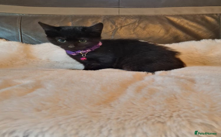 Mixed Breed cats - Advert 13