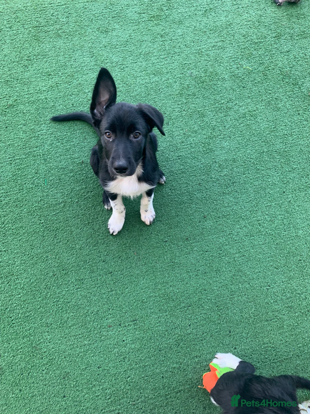 Border Collie dogs for sale: 4 border collie pups - Advert 3