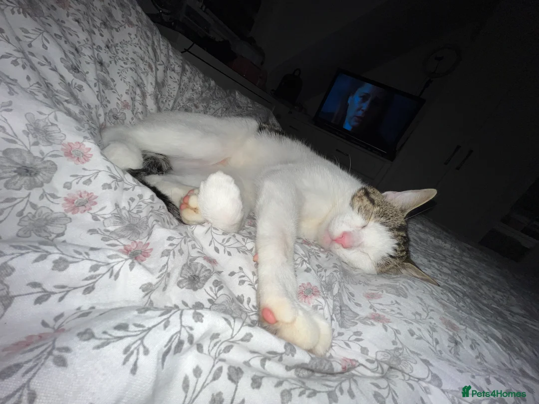 Domestic Shorthair cats for sale: Adorable & Affectionate 5yrs White & Tabby boy - Advert 6