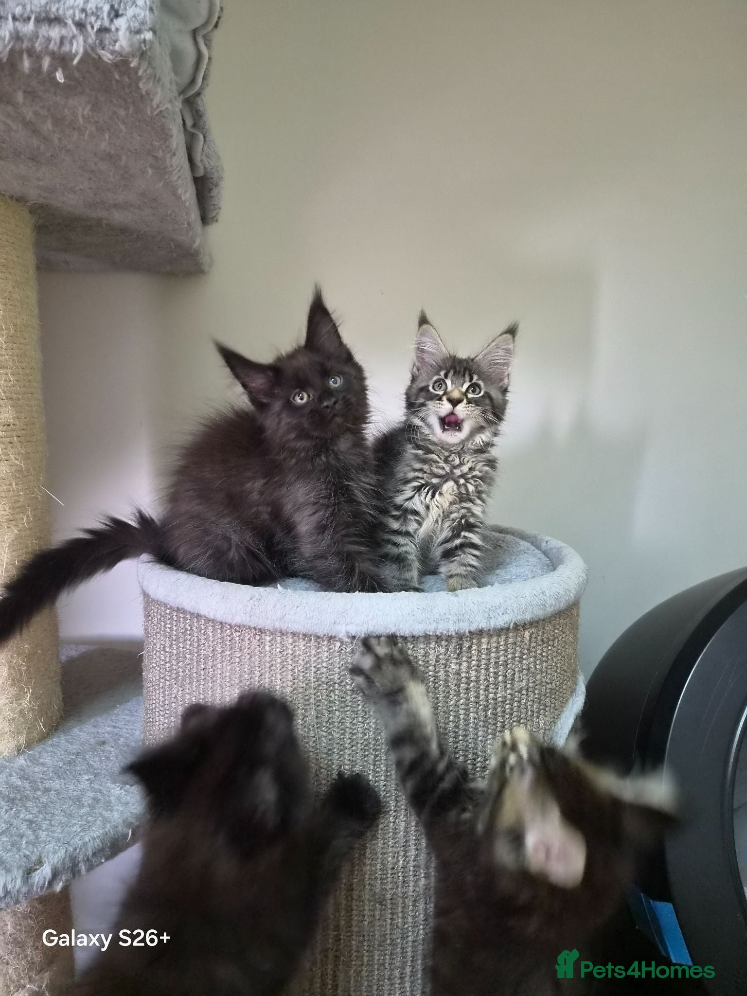 Maine Coon cats Licensed breeder-maine coon  - Advert 1