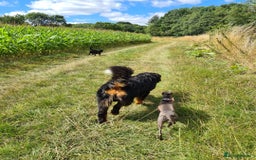 Italian Greyhound dogs for sale: ITALIAN GREYHOUND PUPPIES  - Image 30