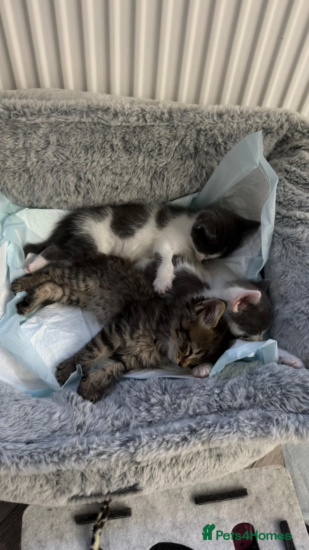 Mixed Breed cats for sale: Mixed breed with Angora - Advert 2