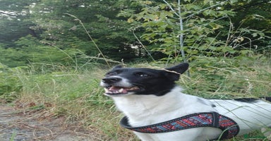 Mixed Breed dogs - Advert 6